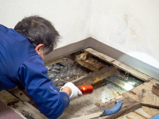 Best Residential Mold Removal  in Nashotah, WI