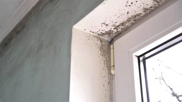 Best Local Mold Removal Service  in Nashotah, WI
