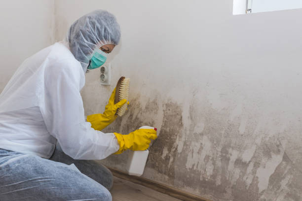 Home Mold Removal in Nashotah, WI