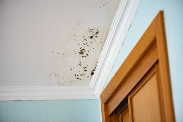 Best Mold Remediation  in Nashotah, WI