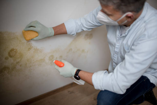 Best Certified Mold Removal  in Nashotah, WI
