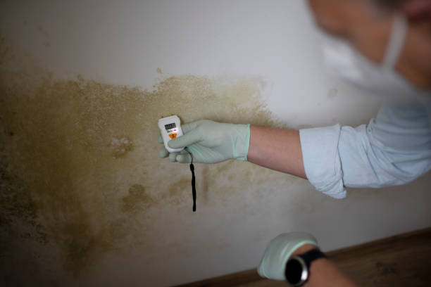 Best Office Mold Removal Services  in Nashotah, WI