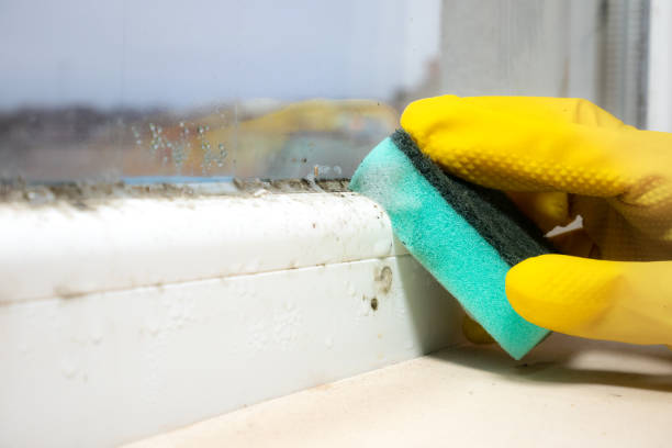 Reliable Nashotah, WI Mold Removal Solutions