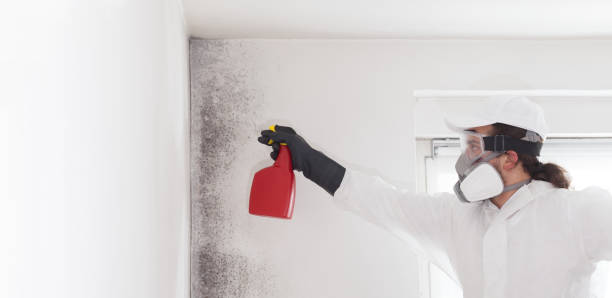 Best Mold Cleaning Services  in Nashotah, WI