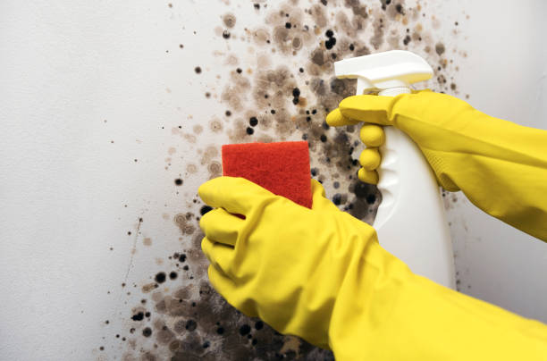 Best Mold Testing  in Nashotah, WI