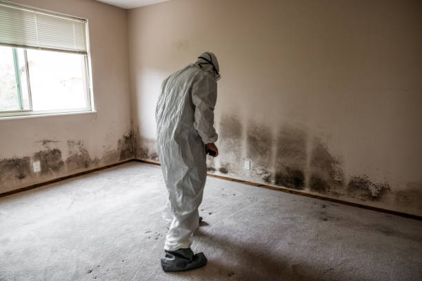 Best Emergency Mold Removal  in Nashotah, WI