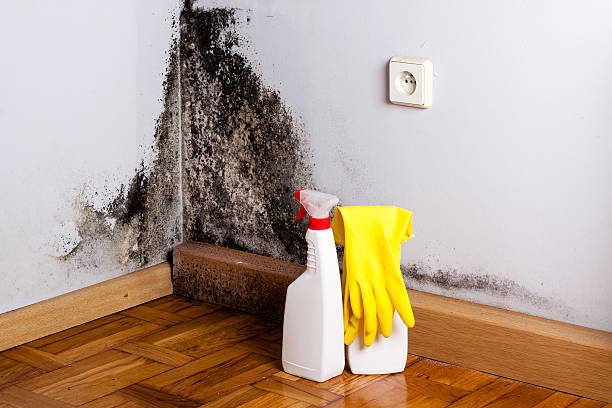 Office Mold Removal Services in Nashotah, WI